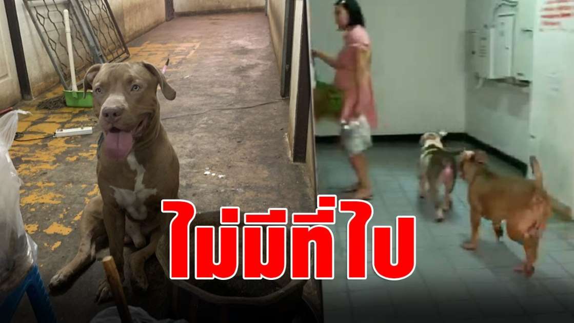 หงษ์ เครียดหนักหาที่ย้ายฝูงพิตบูล ยังไม่มีที่ไป ชาวคอนโดโล่งอก - ครูโอ๋ รูปที่ 0