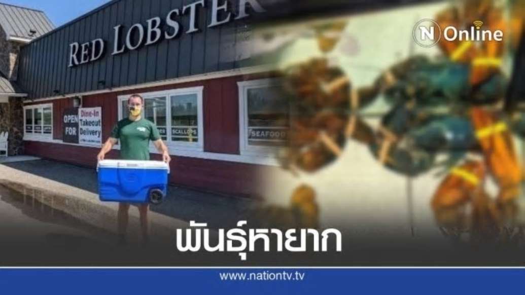 พ่อครัวปฎิเสธนำกุ้งพันธุ์หายาก ที่ถูกส่งให้ร้านมาทำอาหาร - ครูโอ๋ รูปที่ 0