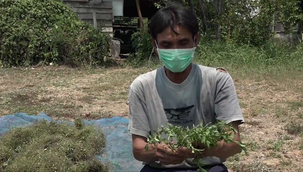 เกษตรกรยิ้มออก “ฟ้าทะลายโจร” ขายดี ราคาแพงจากเดิม 3 เท่า - ครูโอ๋ รูปที่ 1