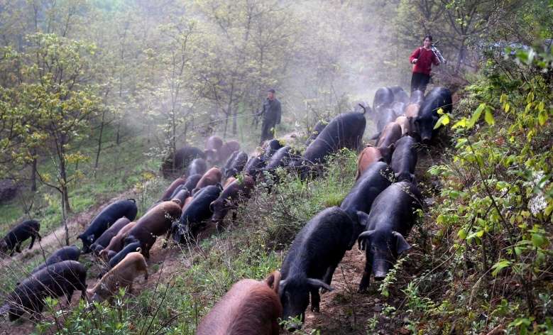 สาวไลฟ์สดขายหมูจนร่ำรวยกำไรปีละมากกว่า 3.6 ล้านบาท - ครูโอ๋ รูปที่ 1