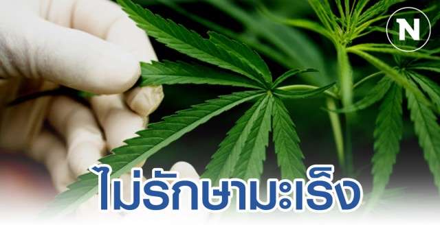 หมอรามาฯ ยัน กัญชาไม่รักษามะเร็ง - ครูโอ๋ รูปที่ 0