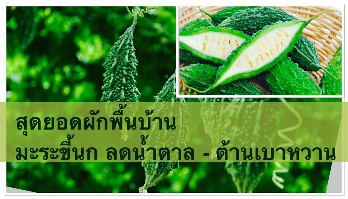 สมุนไพรพื้นบ้าน “มะระขี้นก” ต้านเบาหวานได้ดี ไม่แพ้ยาฝรั่ง - ครูโอ๋ รูปที่ 0