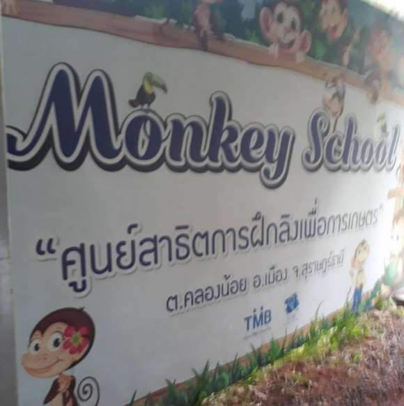 ลิงเก็บมะพร้าว วิถีชีวิตชาวบ้าน ฟังจากปากครูฝึกลิง ไม่ได้ทรมานสัตว์ - ครูโอ๋ รูปที่ 2