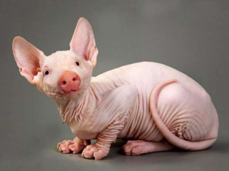 ลดน้ำหนักเร็ว (ผิว)เหี่ยวไว - ครูโอ๋ รูปที่ 1
